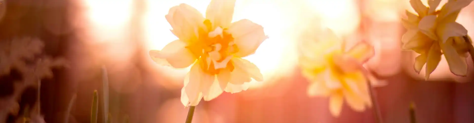 Centrarse en el corazón – Sanación energética - Online Class by Ismene Manakas